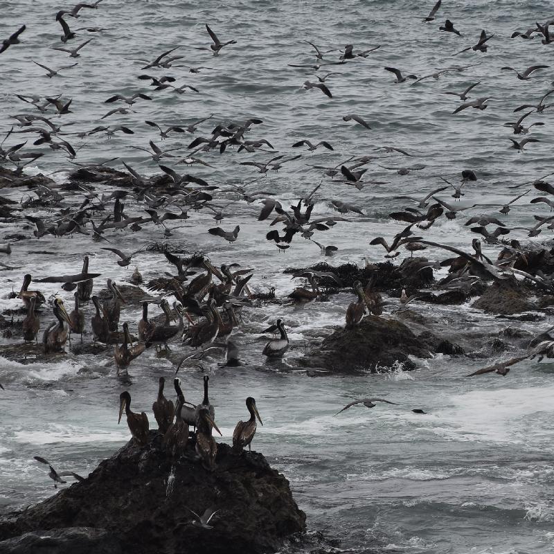Pelicans, albatros, mouettes, lions de mer